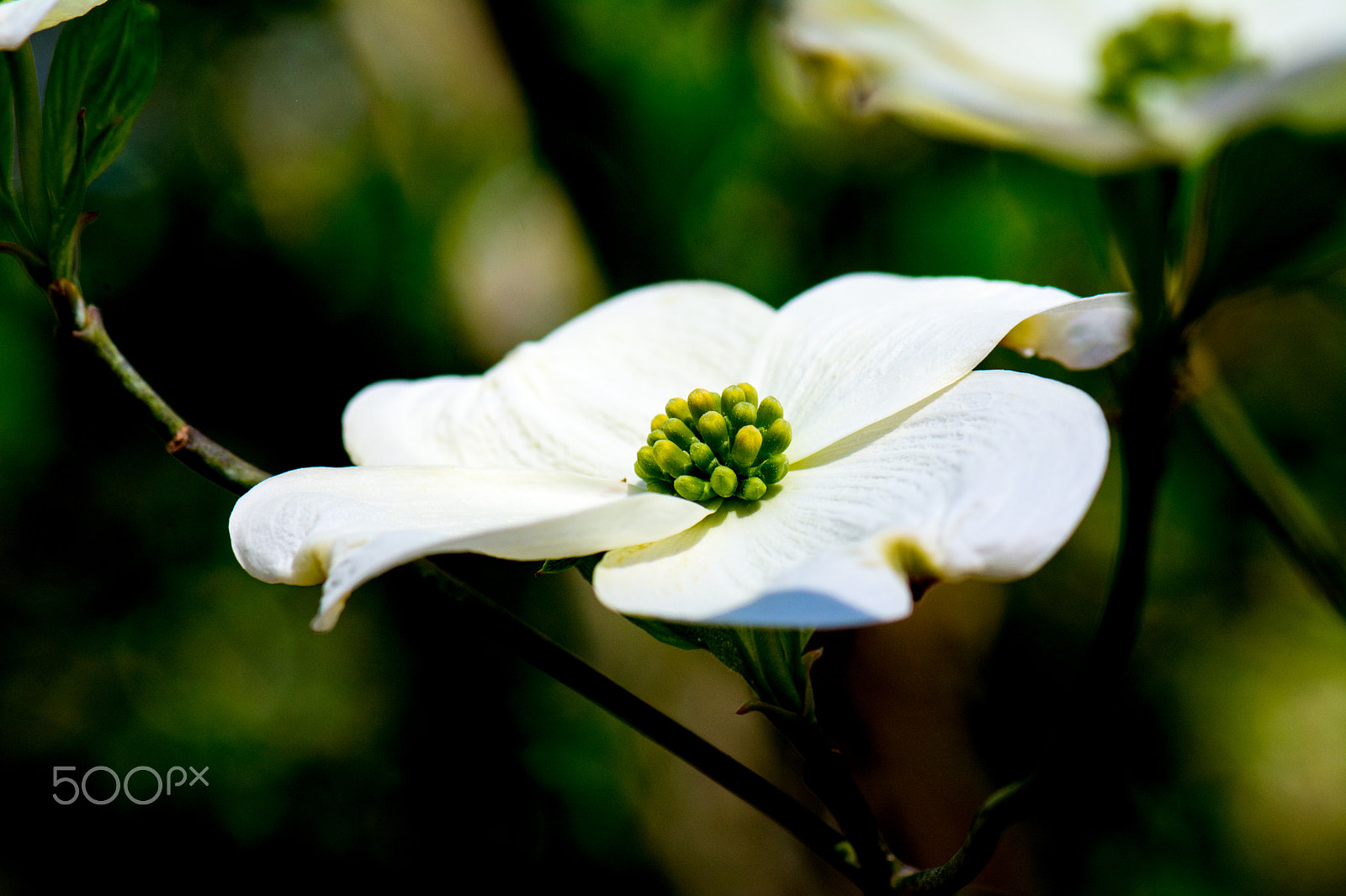 Nikon AF-S Micro-Nikkor 105mm F2.8G IF-ED VR sample photo. Kcj_2073-1.jpg photography