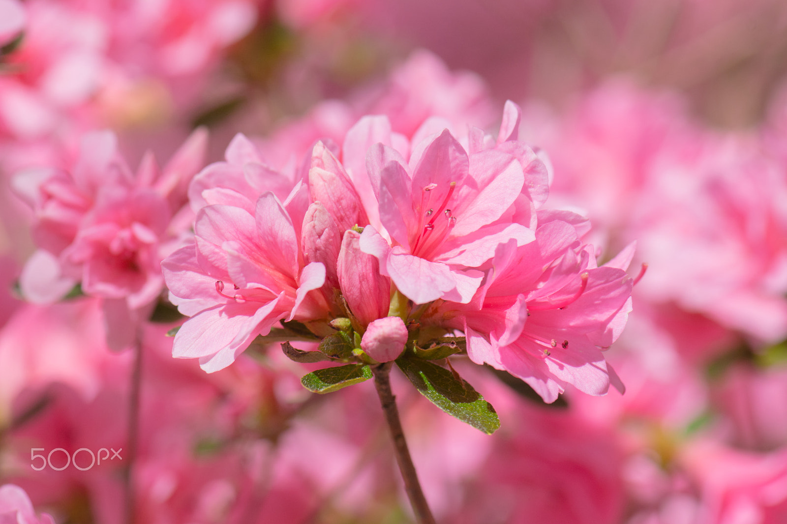 Nikon AF-S Micro-Nikkor 105mm F2.8G IF-ED VR sample photo. Kcj_2064-1.jpg photography