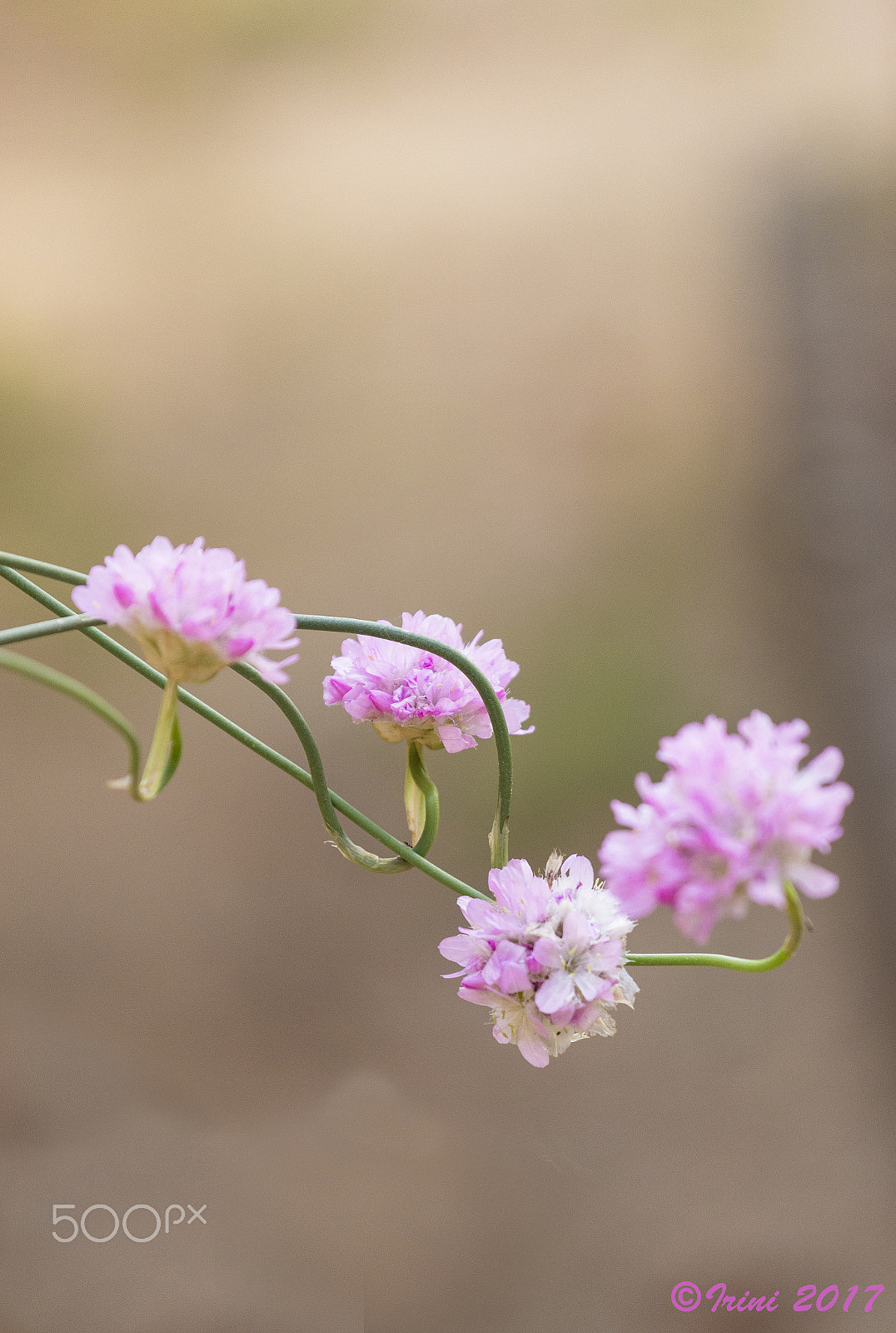 Canon EOS 600D (Rebel EOS T3i / EOS Kiss X5) sample photo. Armeria hirta photography