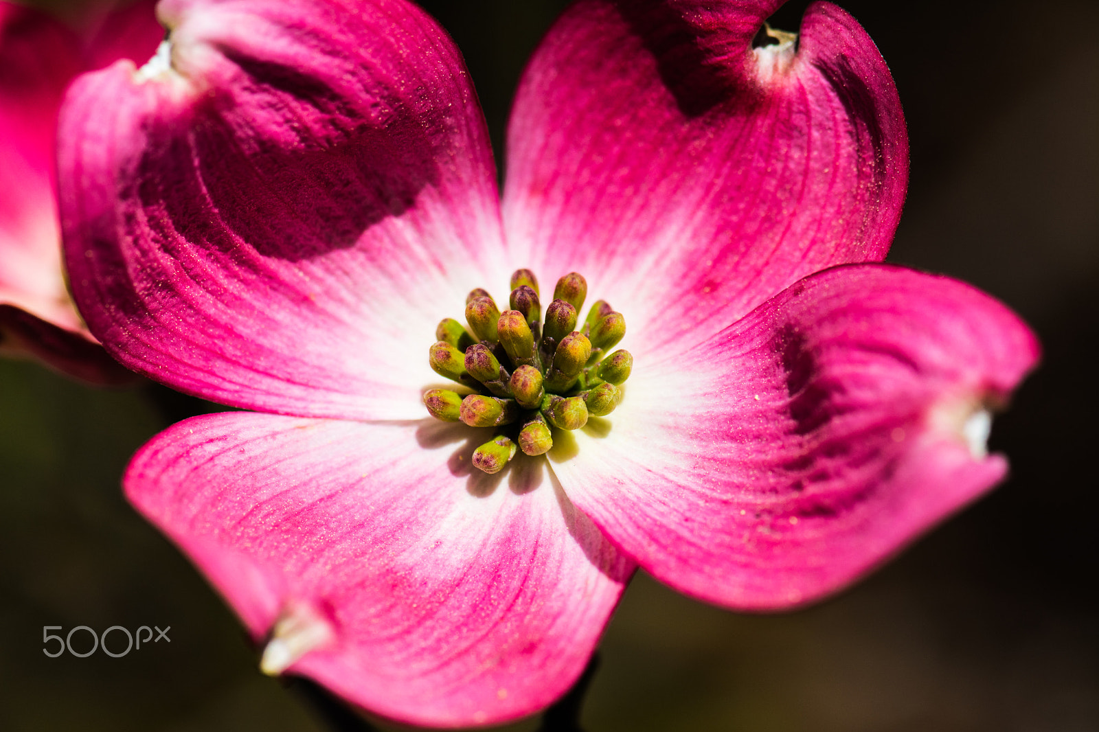 Nikon AF-S Micro-Nikkor 105mm F2.8G IF-ED VR sample photo. Kcj_2100-1.jpg photography