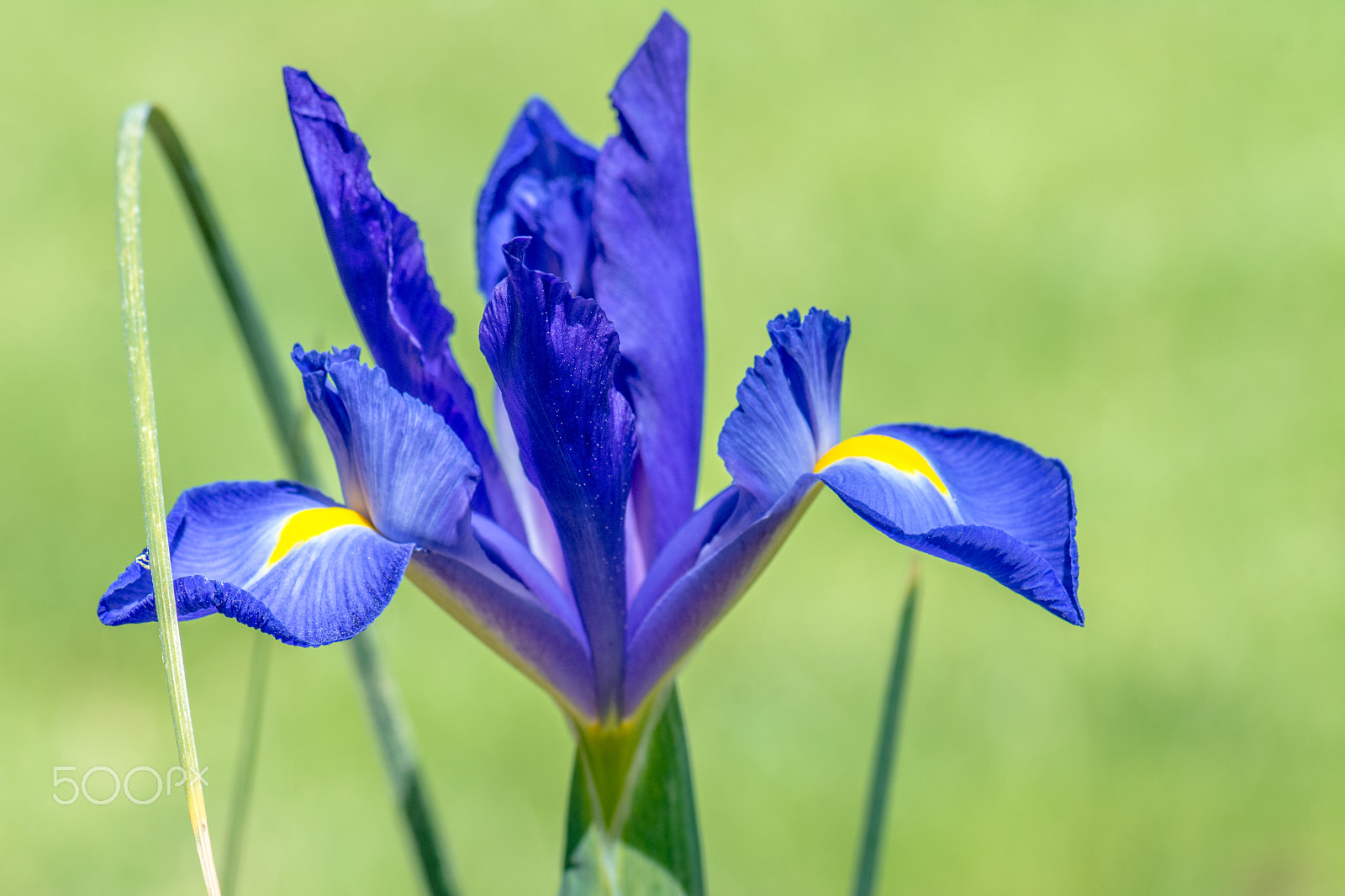 Nikon AF-S Micro-Nikkor 105mm F2.8G IF-ED VR sample photo. Kcj_2117-1.jpg photography