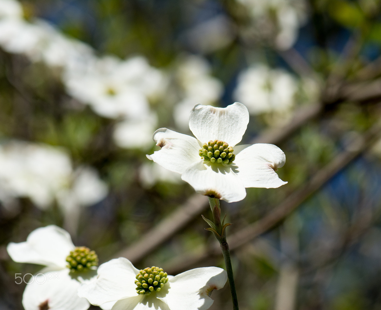 Nikon AF-S Micro-Nikkor 105mm F2.8G IF-ED VR sample photo. Kcj_2126-1.jpg photography