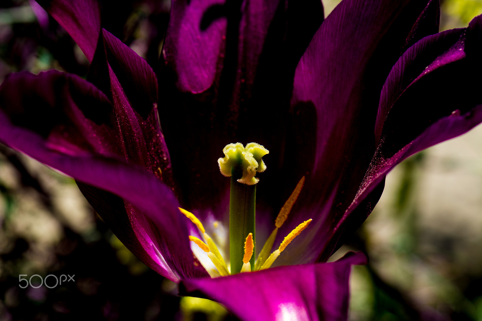 Nikon AF-S Micro-Nikkor 105mm F2.8G IF-ED VR sample photo. Kcj_2138-1.jpg photography