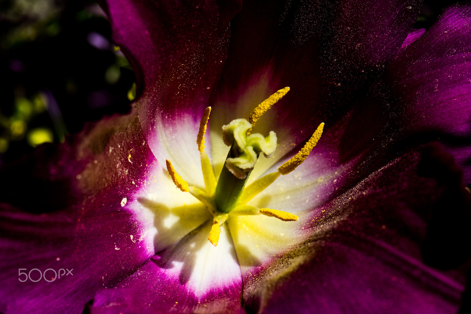 Nikon AF-S Micro-Nikkor 105mm F2.8G IF-ED VR sample photo. Kcj_2143-1.jpg photography