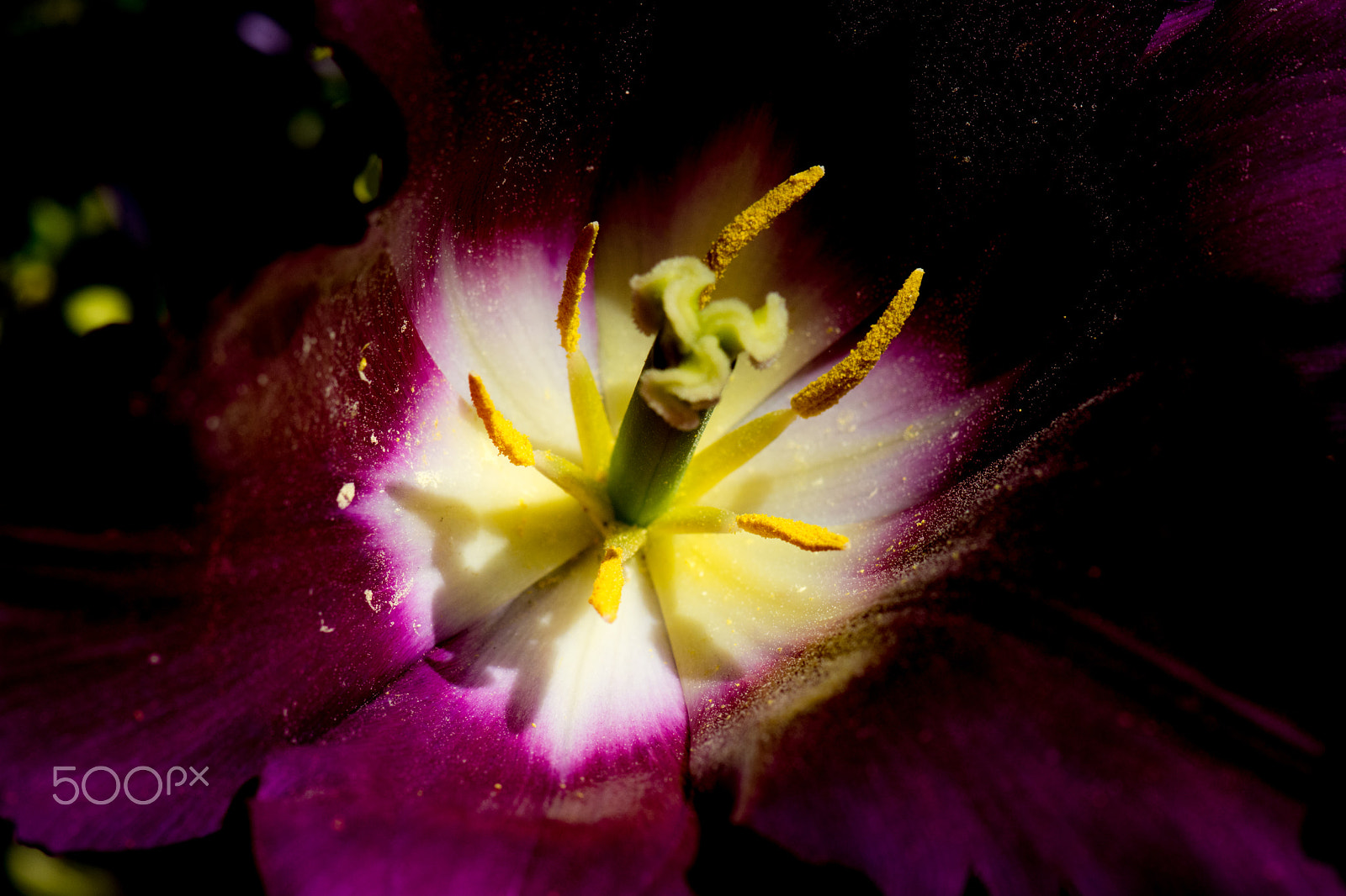 Nikon AF-S Micro-Nikkor 105mm F2.8G IF-ED VR sample photo. Kcj_2144-1.jpg photography