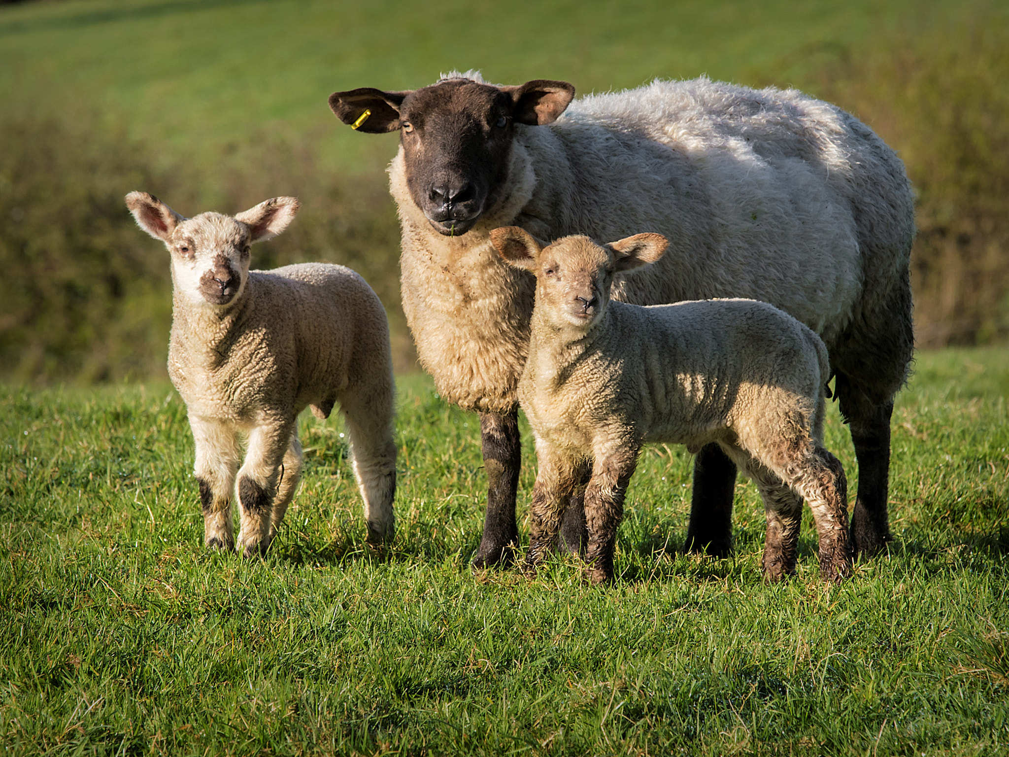 Canon EOS 80D + Canon EF 70-200mm F4L IS USM sample photo. Twin lambs photography