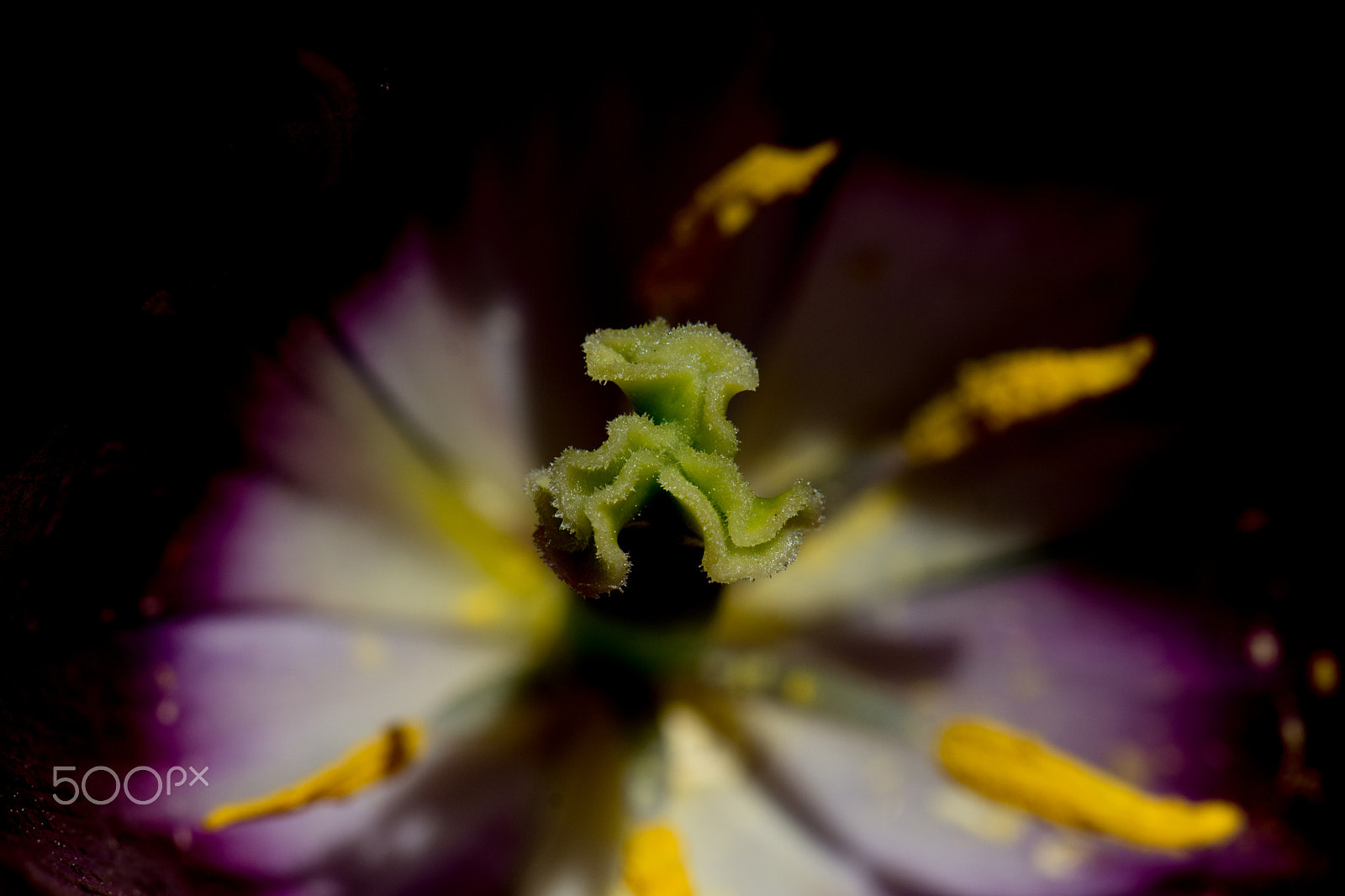 Nikon AF-S Micro-Nikkor 105mm F2.8G IF-ED VR sample photo. Kcj_2145-1.jpg photography