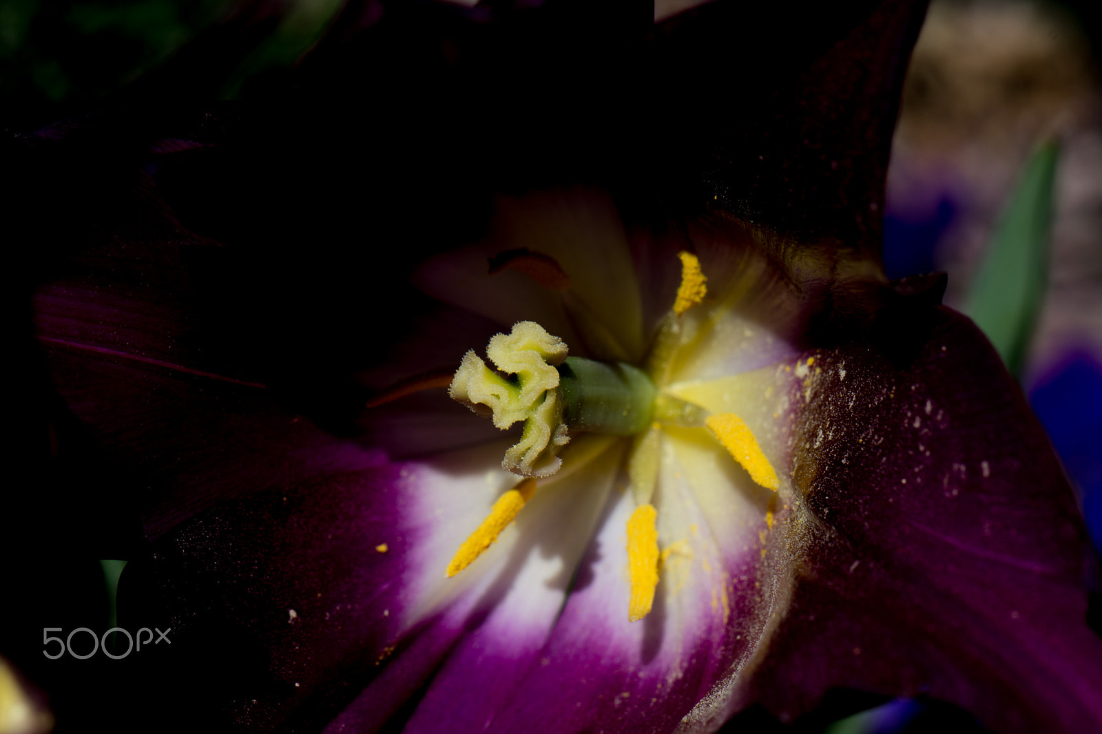 Nikon AF-S Micro-Nikkor 105mm F2.8G IF-ED VR sample photo. Kcj_2153-1.jpg photography