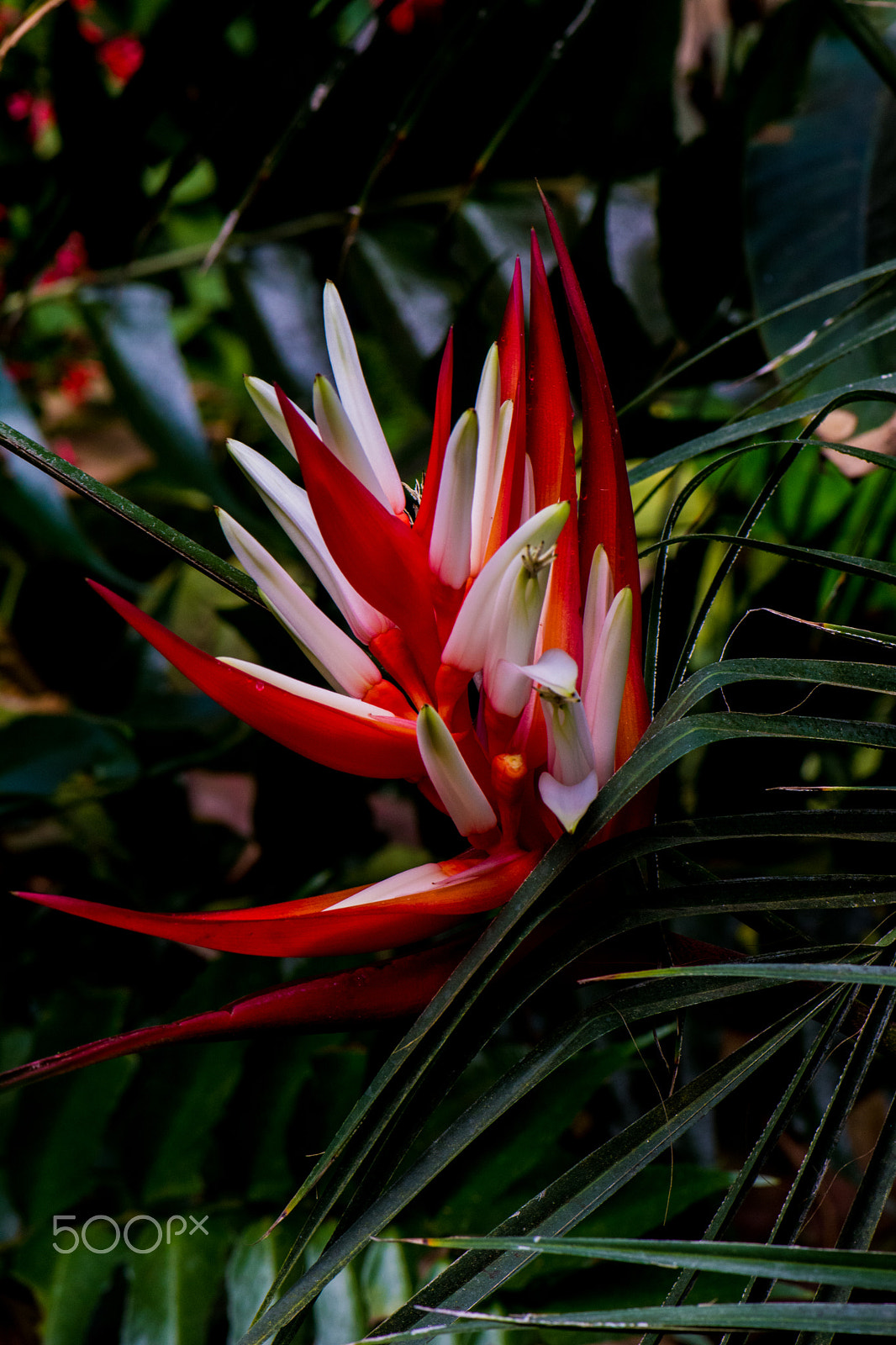 Nikon AF-S Micro-Nikkor 105mm F2.8G IF-ED VR sample photo. Kcj_2161-1.jpg photography