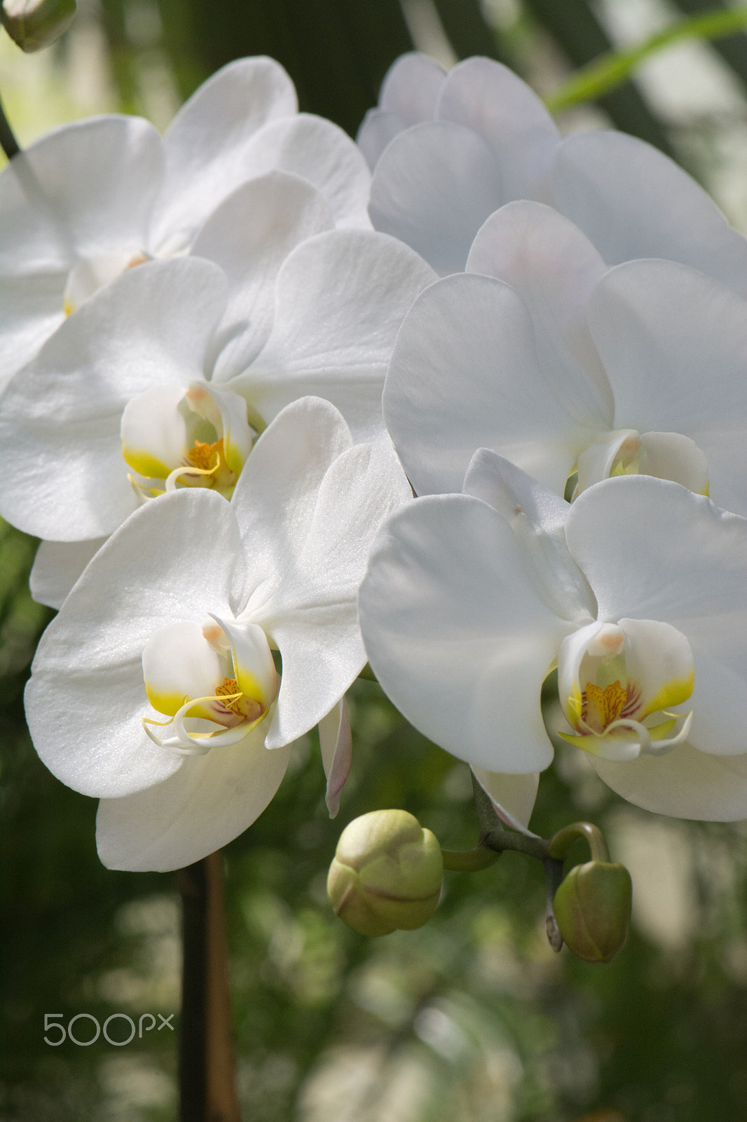 Nikon AF-S Micro-Nikkor 105mm F2.8G IF-ED VR sample photo. Kcj_2169-1.jpg photography