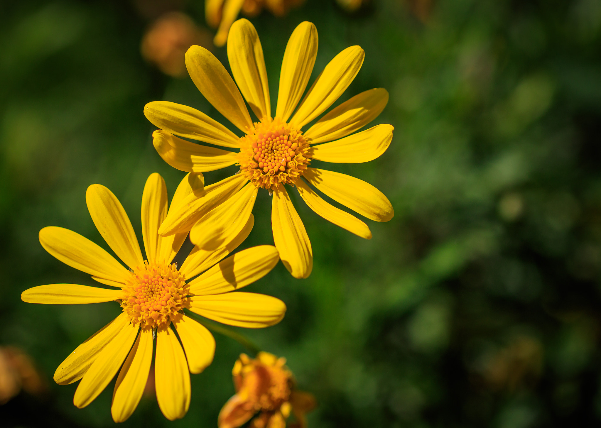 Canon EOS 760D (EOS Rebel T6s / EOS 8000D) sample photo. Yellow daisy photography