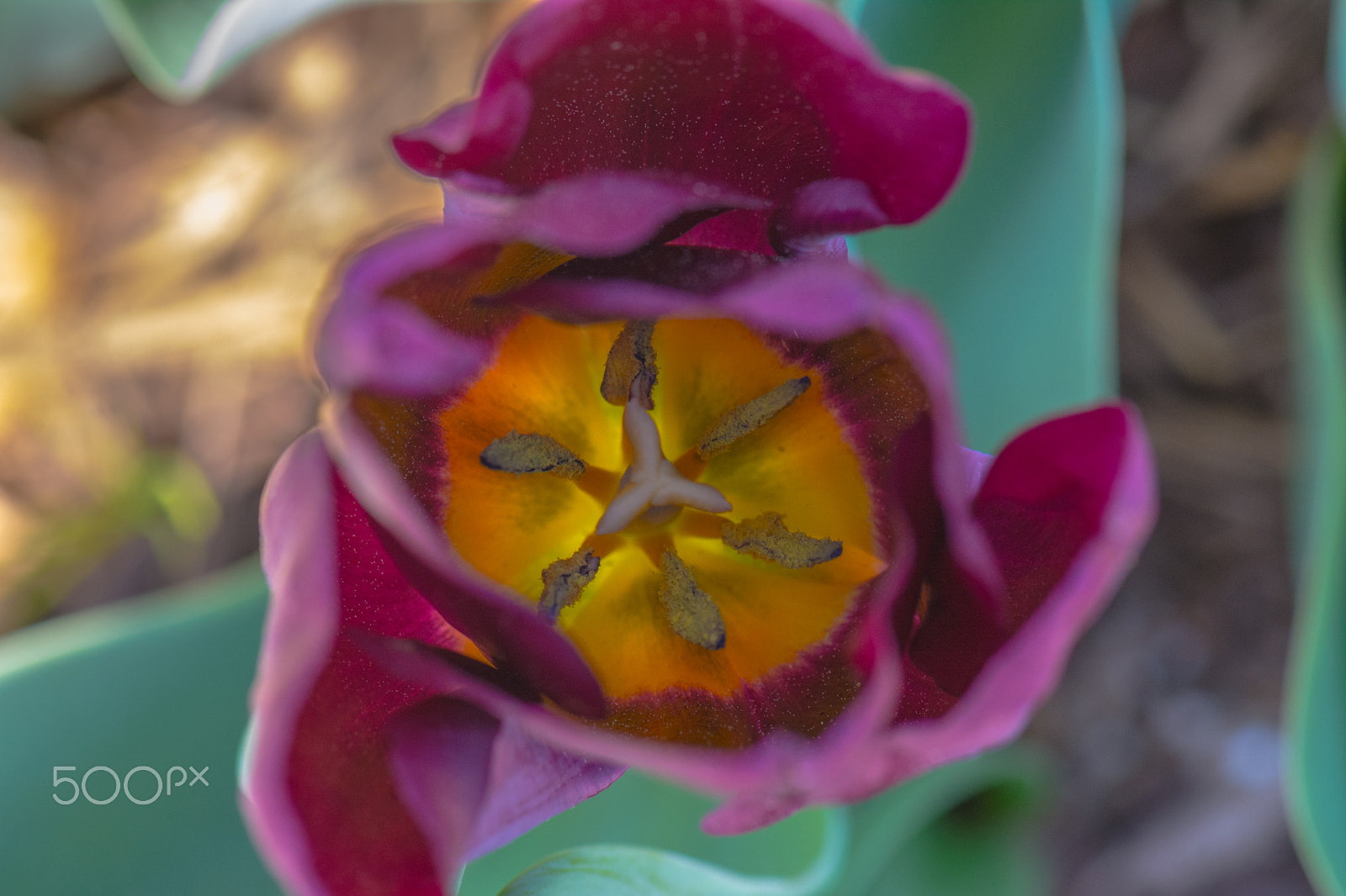 Nikon AF-S Micro-Nikkor 105mm F2.8G IF-ED VR sample photo. Kcj_2198-1.jpg photography