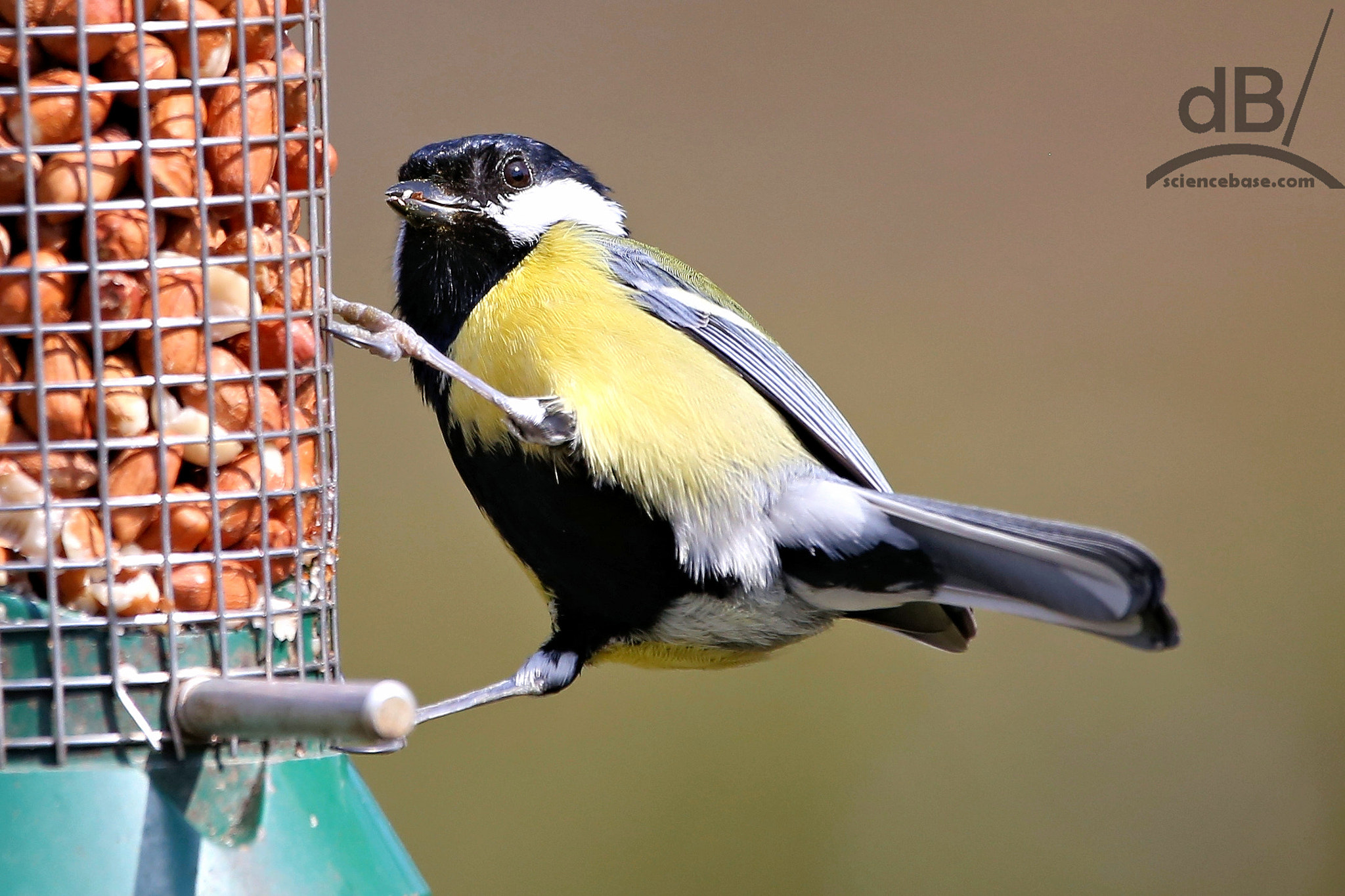 150-600mm F5-6.3 DG OS HSM | Contemporary 015 sample photo. Don't tweet with your mouth full photography