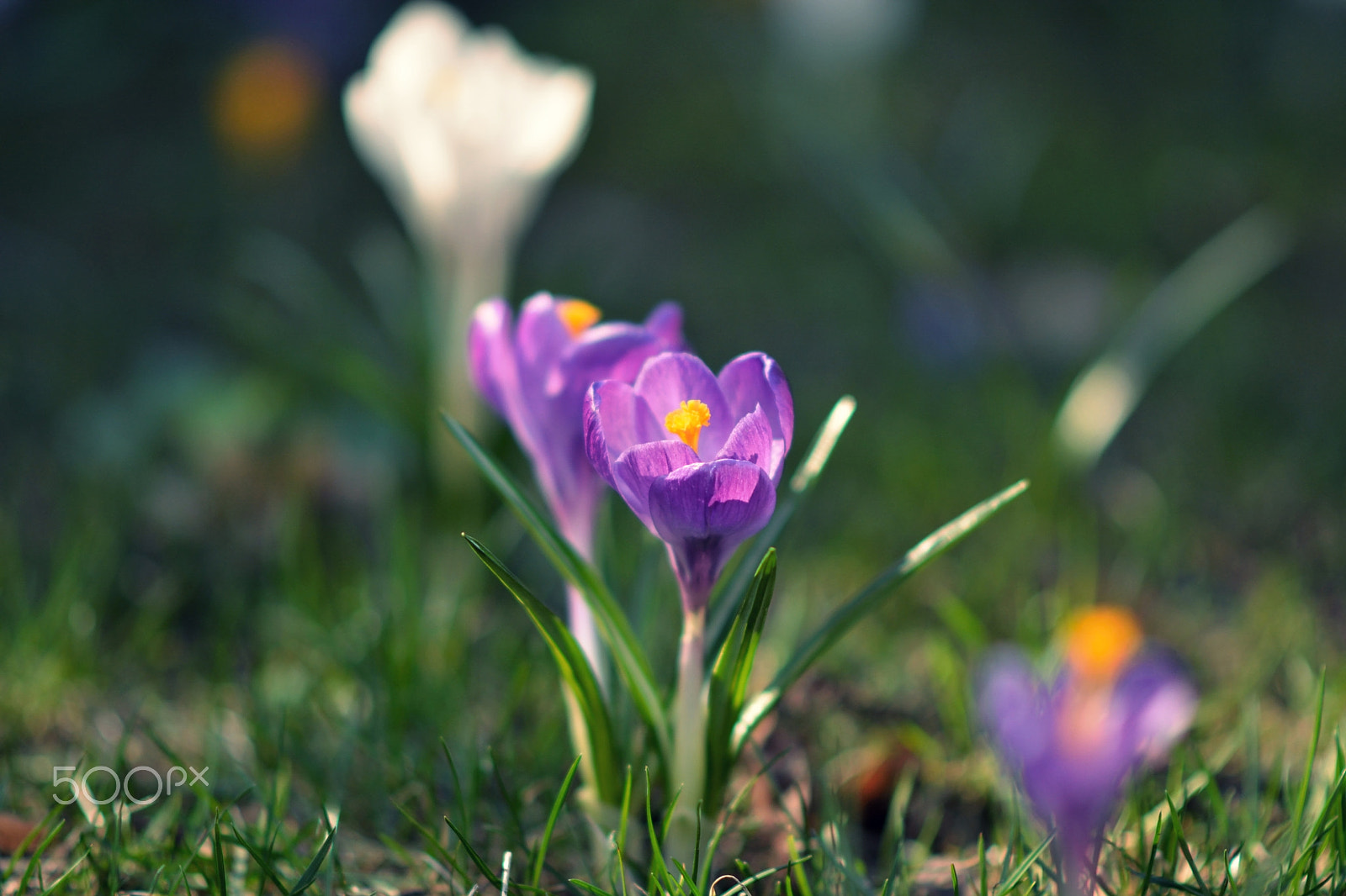 Nikon D7100 + Nikon AF-S Nikkor 85mm F1.8G sample photo. Spring is here for good. photography