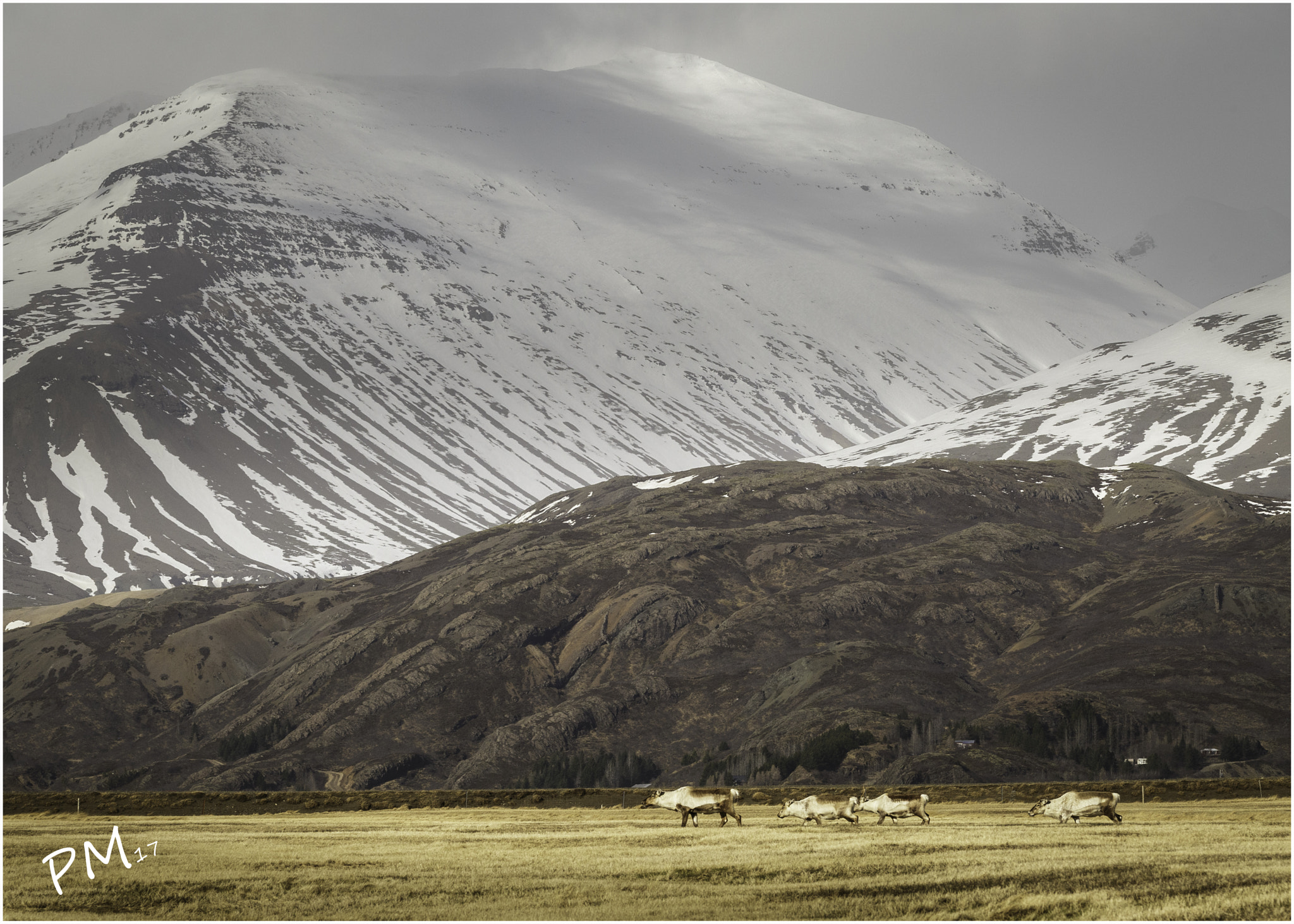 Canon EOS 6D sample photo. Wild reindeer iceland photography