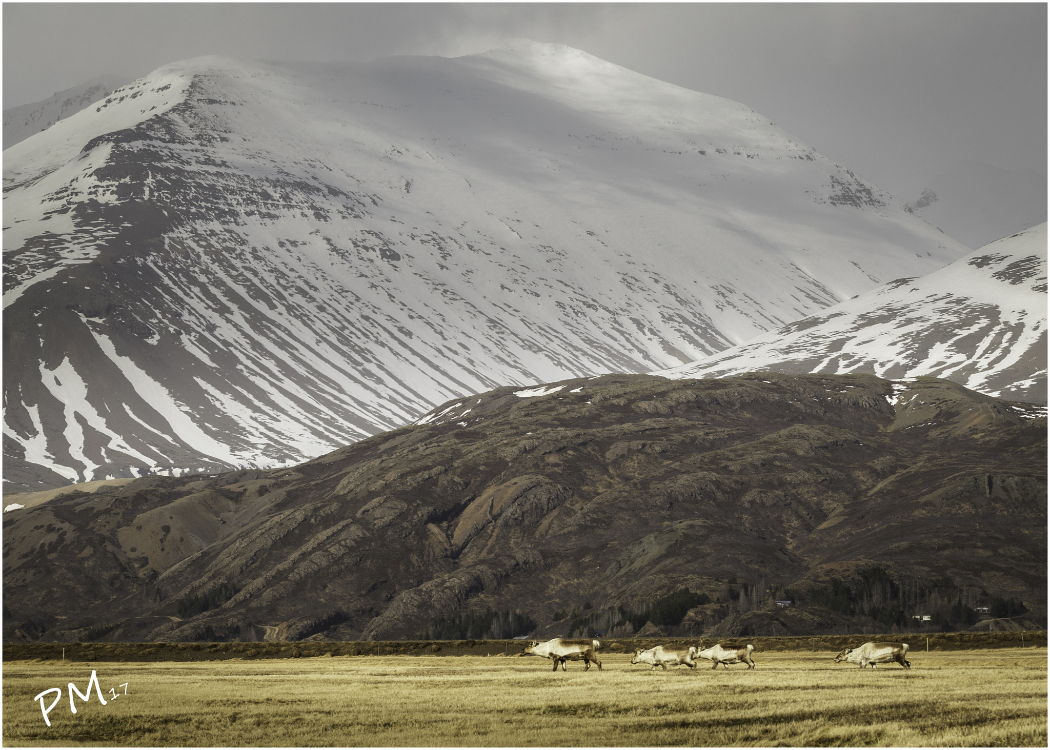 Canon EF 70-200mm F2.8L USM sample photo. Wild reindeer iceland photography