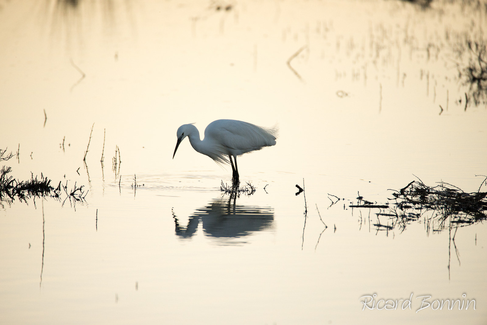 Nikon D610 + Sigma 150-600mm F5-6.3 DG OS HSM | C sample photo. Garza photography