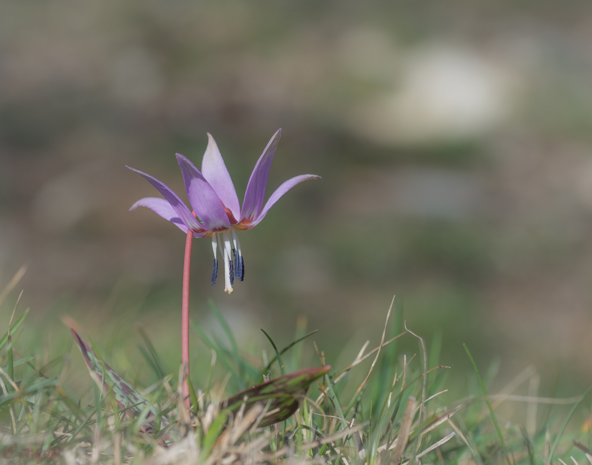 Sigma 105mm F2.8 EX DG OS HSM sample photo. Dente di cane photography