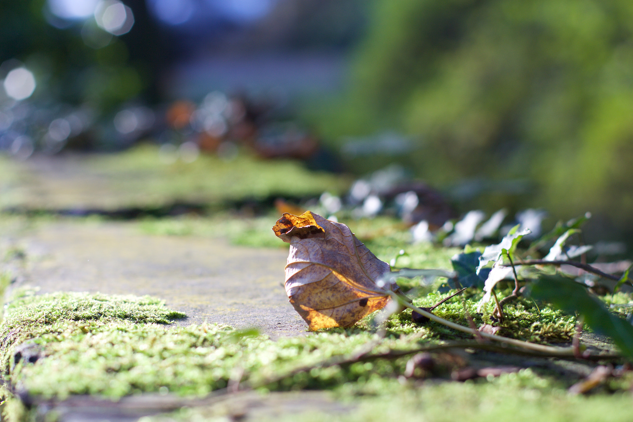 Canon EOS 700D (EOS Rebel T5i / EOS Kiss X7i) + Canon EF 50mm F1.4 USM sample photo. Leve de soleil photography