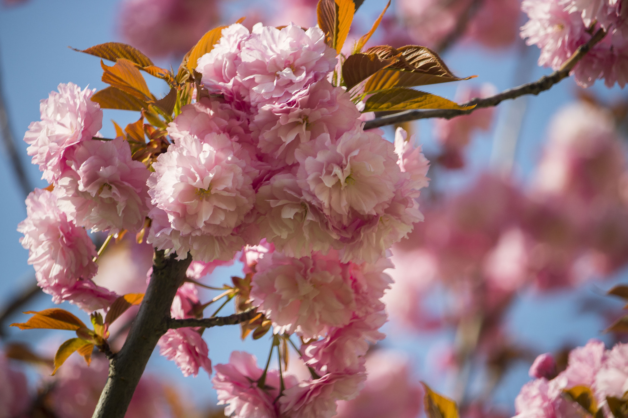 Canon EF-S 55-250mm F4-5.6 IS STM sample photo. Srping flowers photography