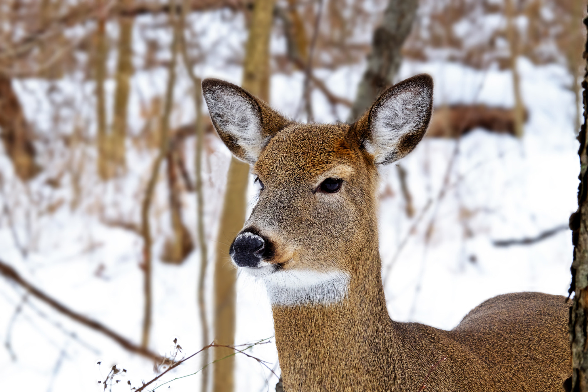 Fujifilm X-T10 + XF100-400mmF4.5-5.6 R LM OIS WR + 1.4x sample photo. White-tailed deer photography