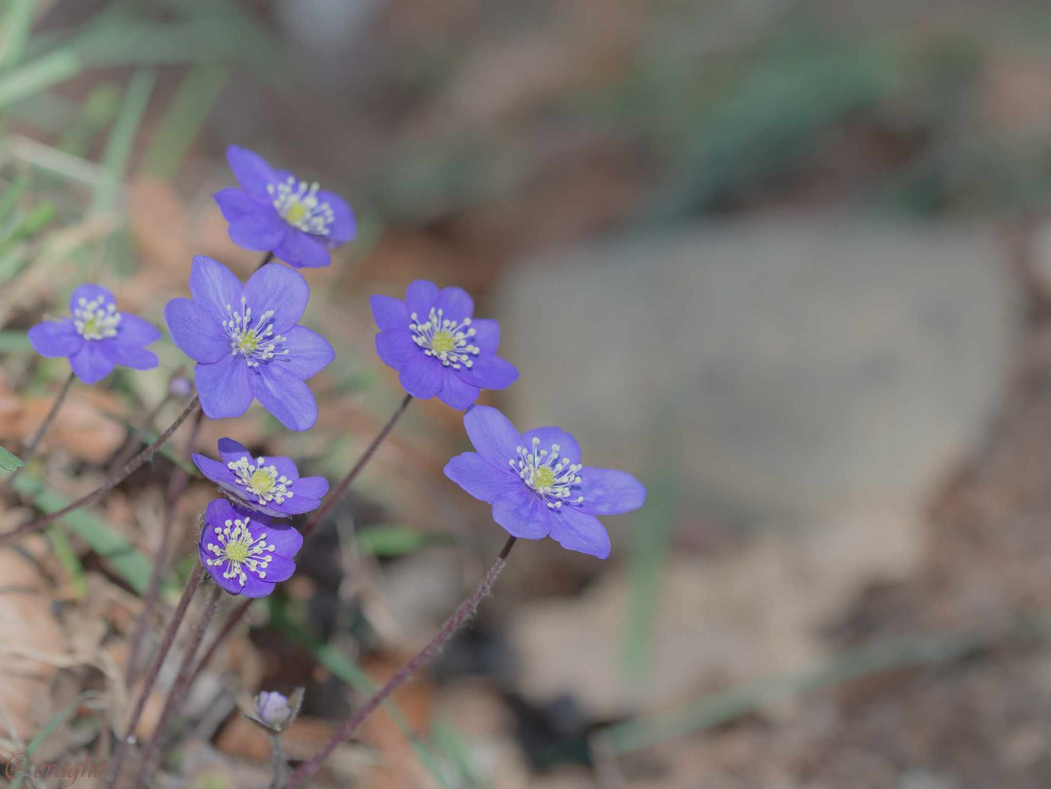 Sigma 105mm F2.8 EX DG OS HSM sample photo. Hepatica nobilis photography