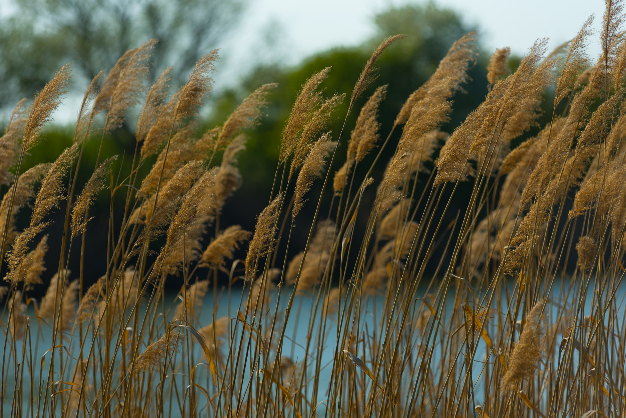 Nikon AF-Nikkor 80-200mm F2.8D ED sample photo. Reed photography