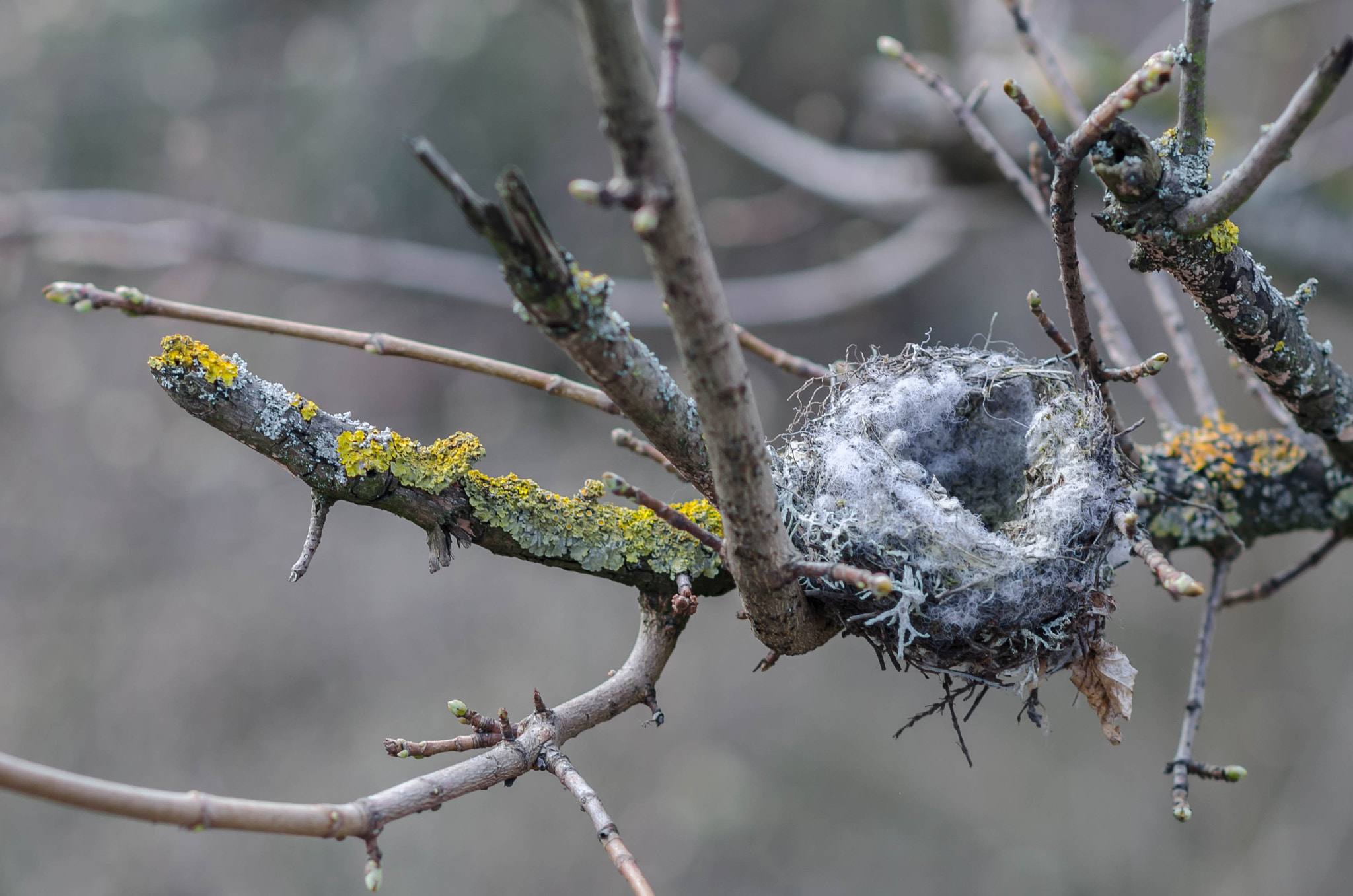 Nikon D5100 sample photo. Empty nest. photography