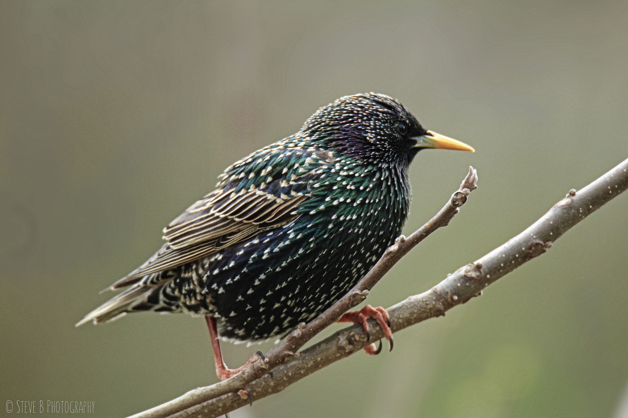 Tamron SP 150-600mm F5-6.3 Di VC USD sample photo. Starling photography