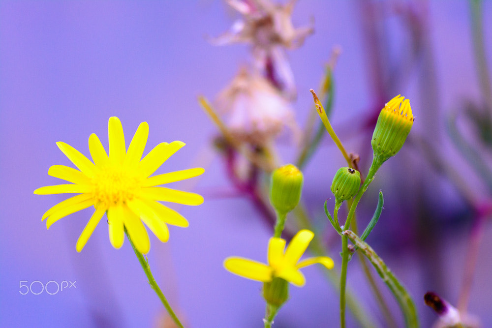 Sigma 70-300mm F4-5.6 APO DG Macro sample photo. Spring spirit  photography