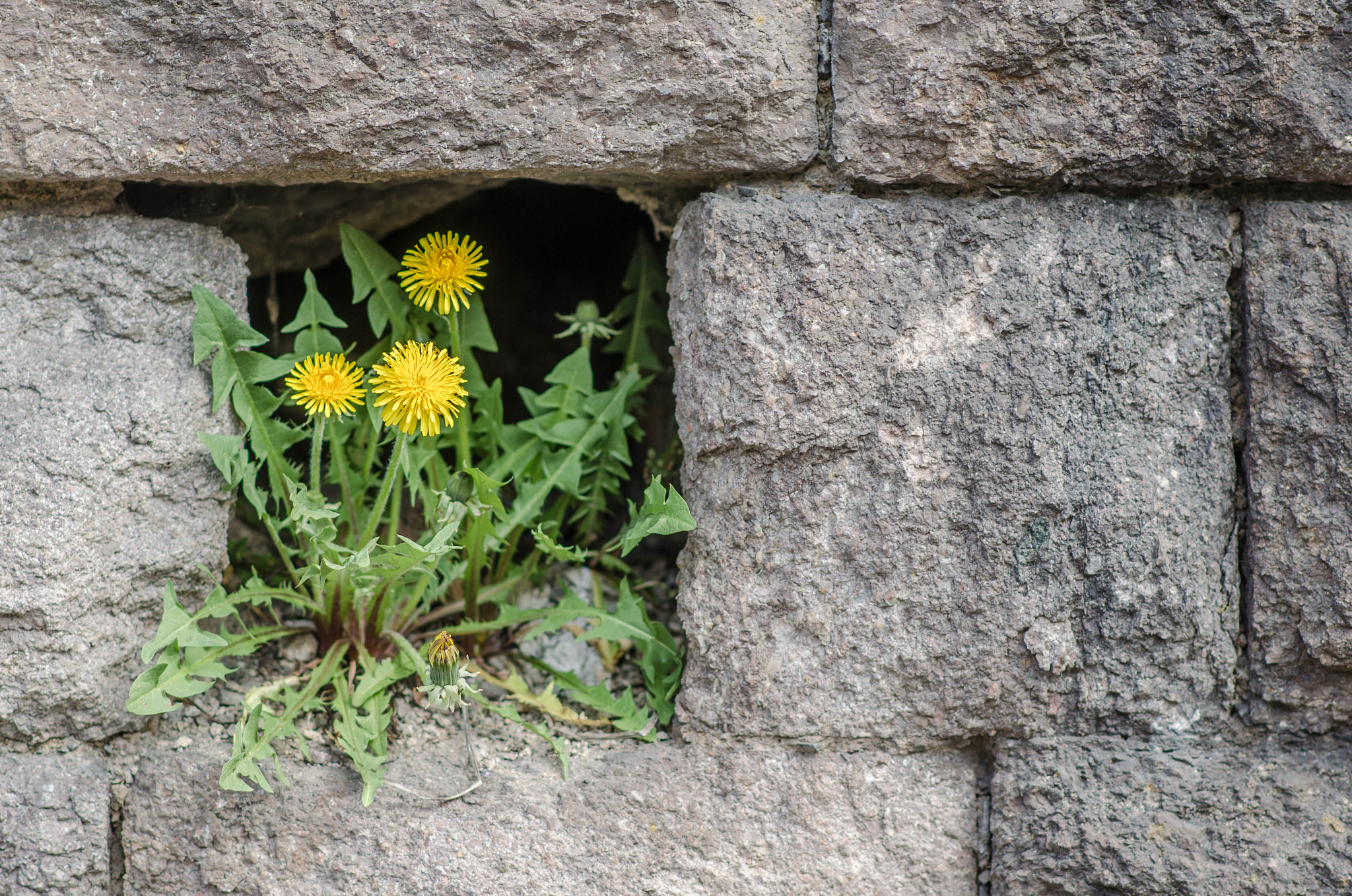 Nikon D5100 + Nikon AF-S Nikkor 85mm F1.8G sample photo. Dandelions in the wall. photography