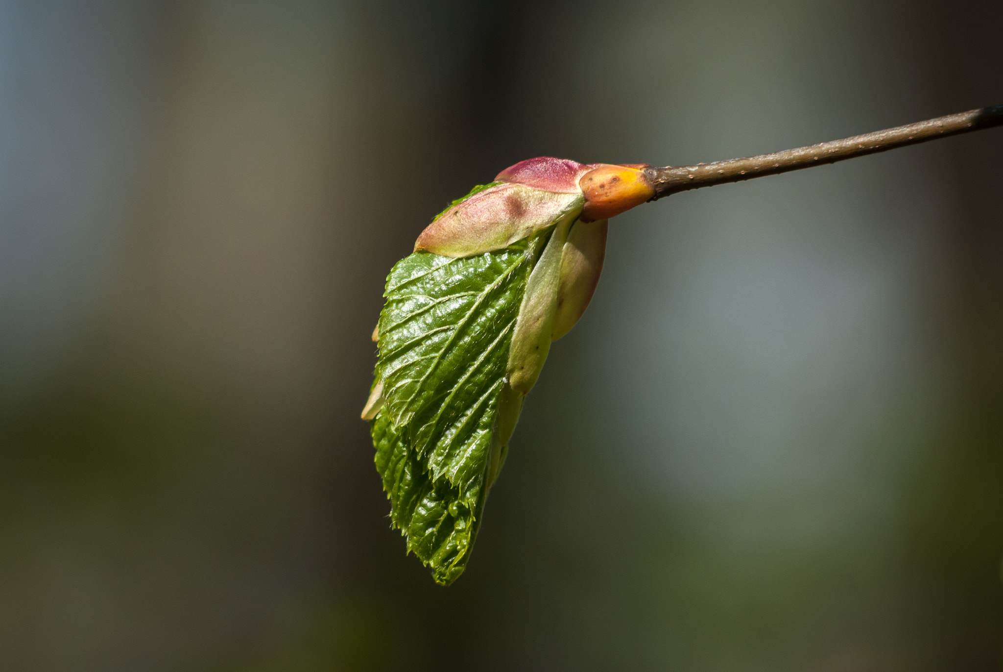 AF Nikkor 70-210mm f/4-5.6 sample photo. Spring photography