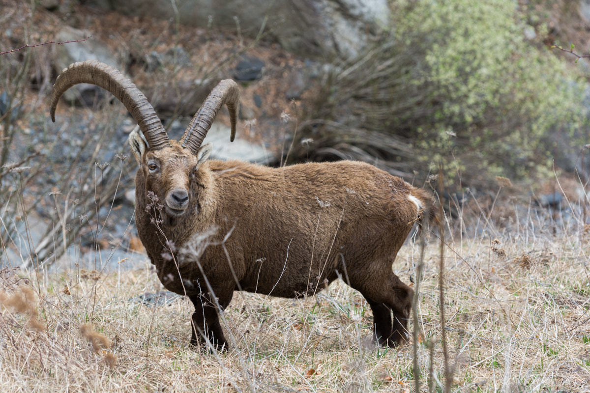 Nikon D7100 sample photo. Capra ibex photography