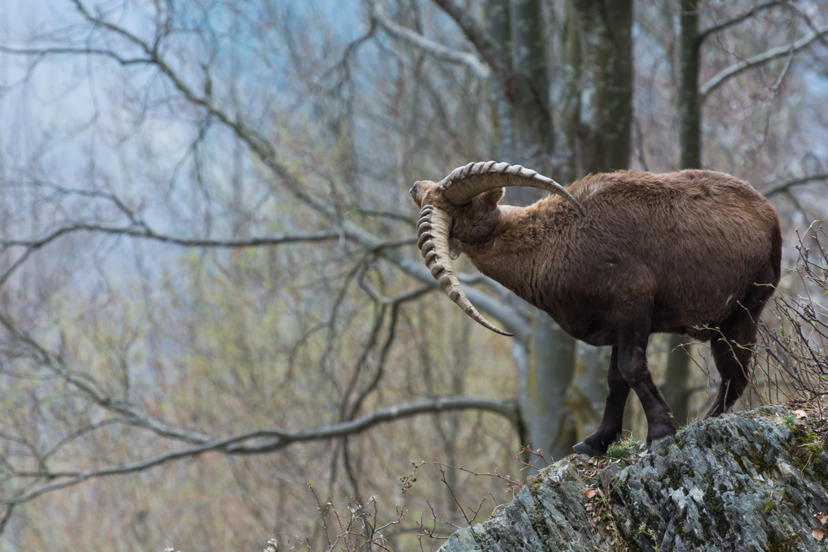 Nikon D7100 sample photo. Capra ibex photography