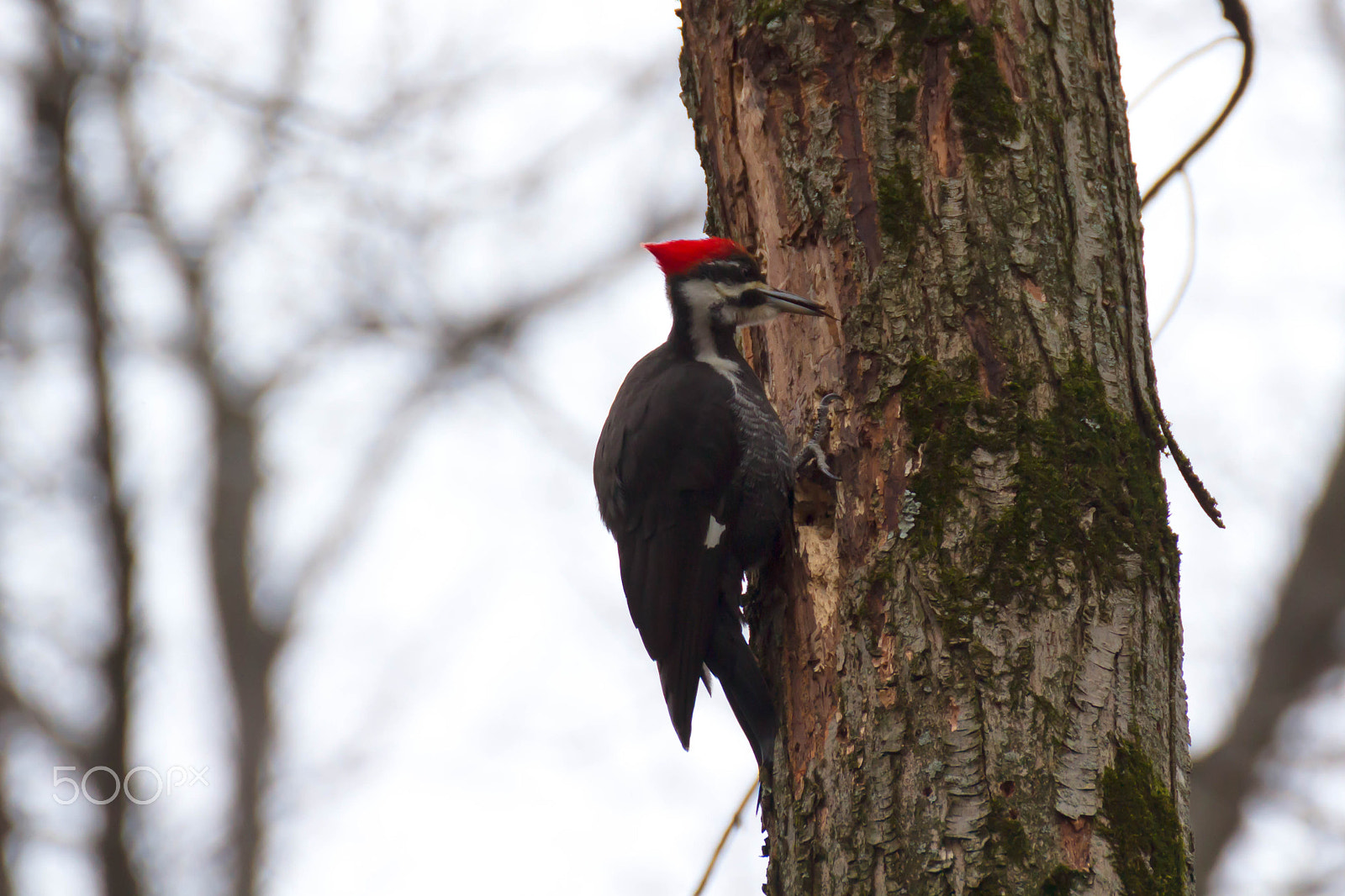 Canon EOS 100D (EOS Rebel SL1 / EOS Kiss X7) sample photo. Pilated wood pecker photography
