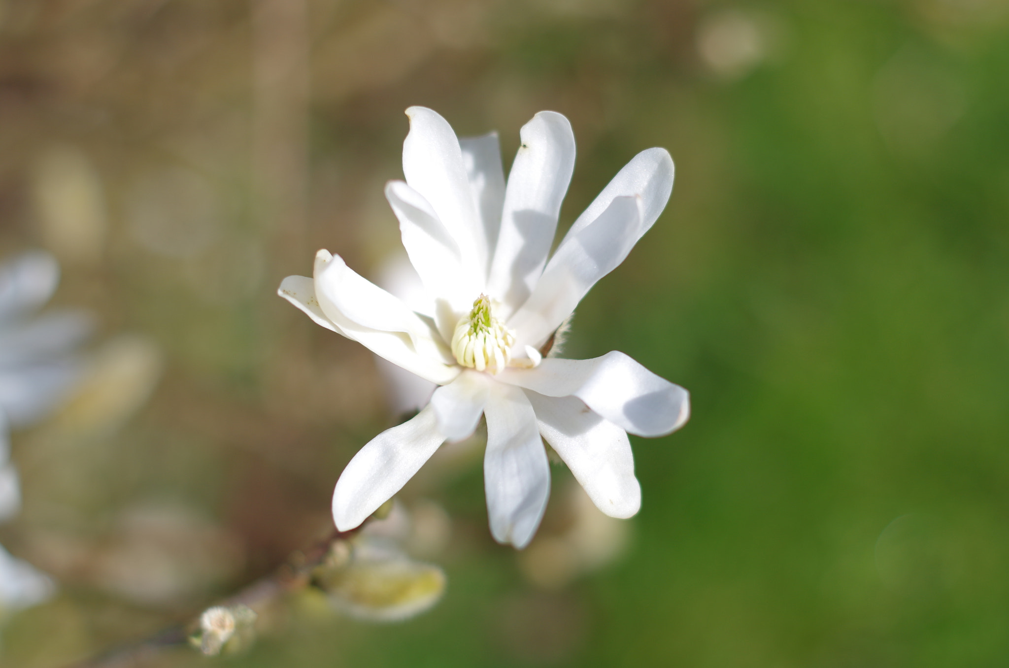 Pentax K-50 + Pentax smc DA 50mm F1.8 sample photo. Unknown flower photography