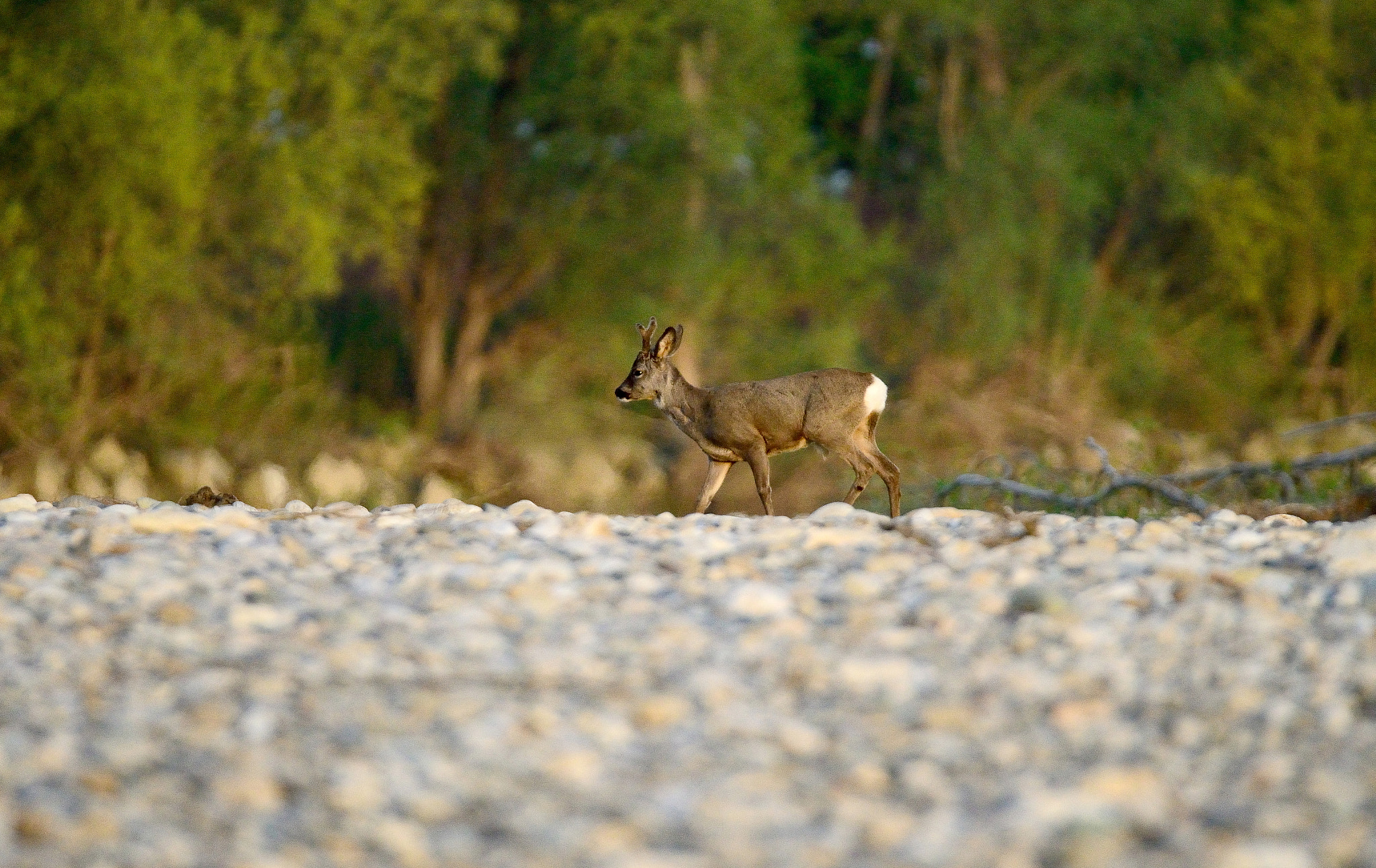 Sigma 150-600mm F5-6.3 DG OS HSM | S sample photo. Capriolo photography