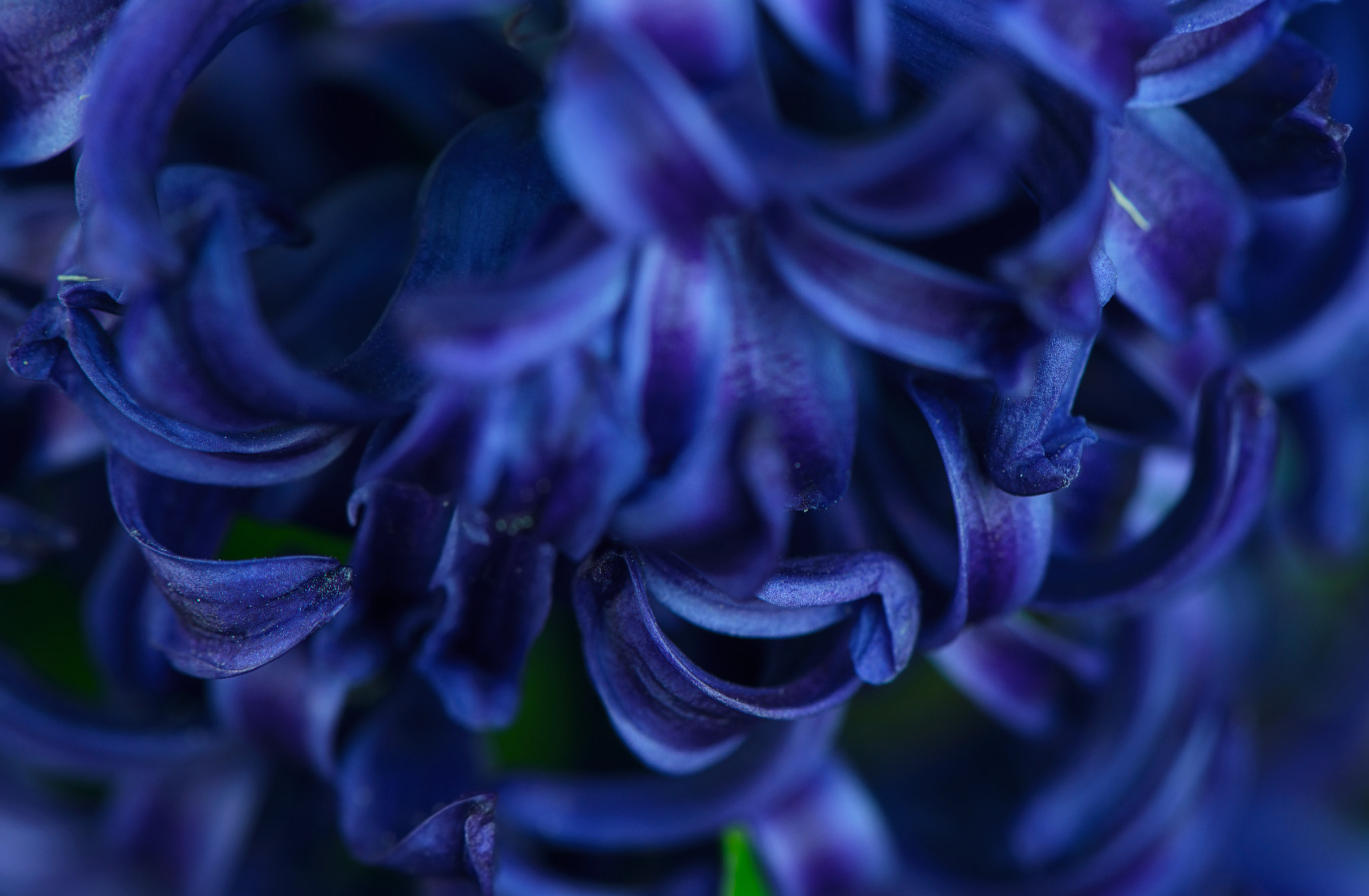 Nikon AF-S Micro-Nikkor 105mm F2.8G IF-ED VR sample photo. Blue photography