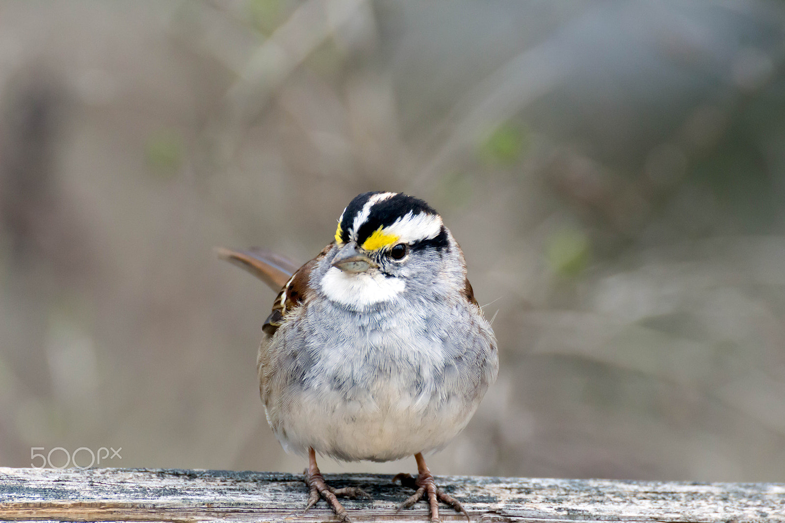 Canon EOS 100D (EOS Rebel SL1 / EOS Kiss X7) sample photo. White throated sparrow photography