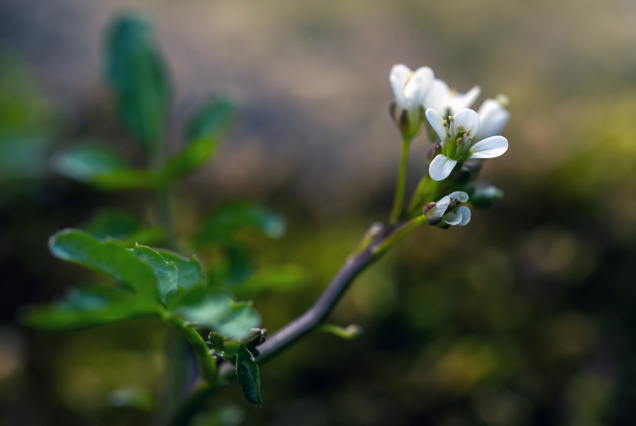 AF Micro-Nikkor 60mm f/2.8 sample photo. Bye bye to astringency.... photography