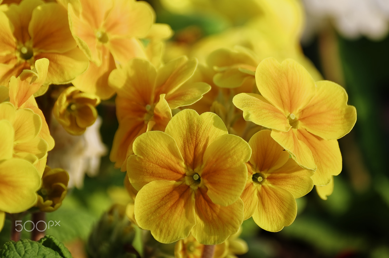 Sigma 50-200mm F4-5.6 DC OS HSM sample photo. Spring flowers photography