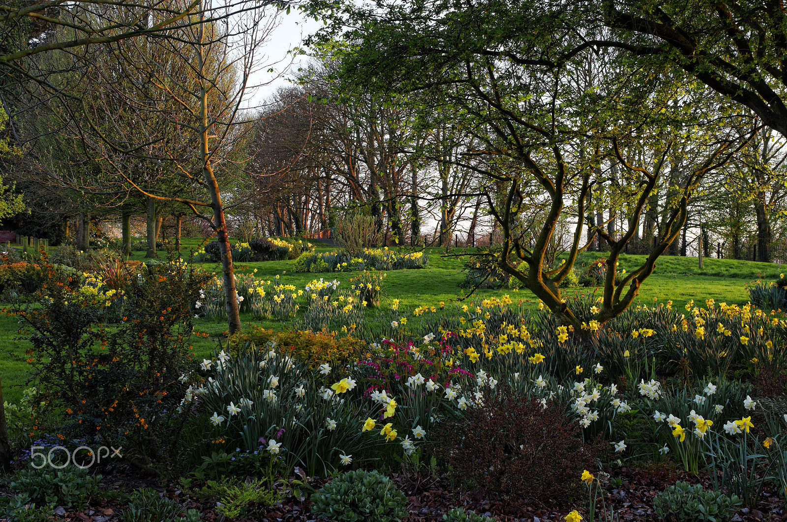 Pentax K-r sample photo. Spring in the park photography