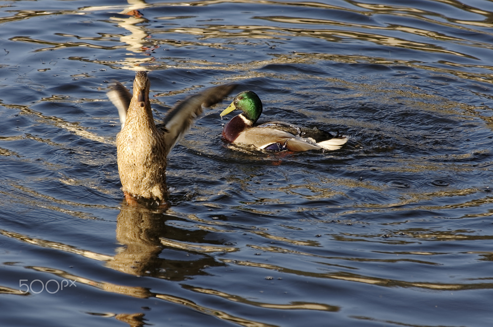 Pentax K-r + Sigma 50-200mm F4-5.6 DC OS HSM sample photo. Stretching photography