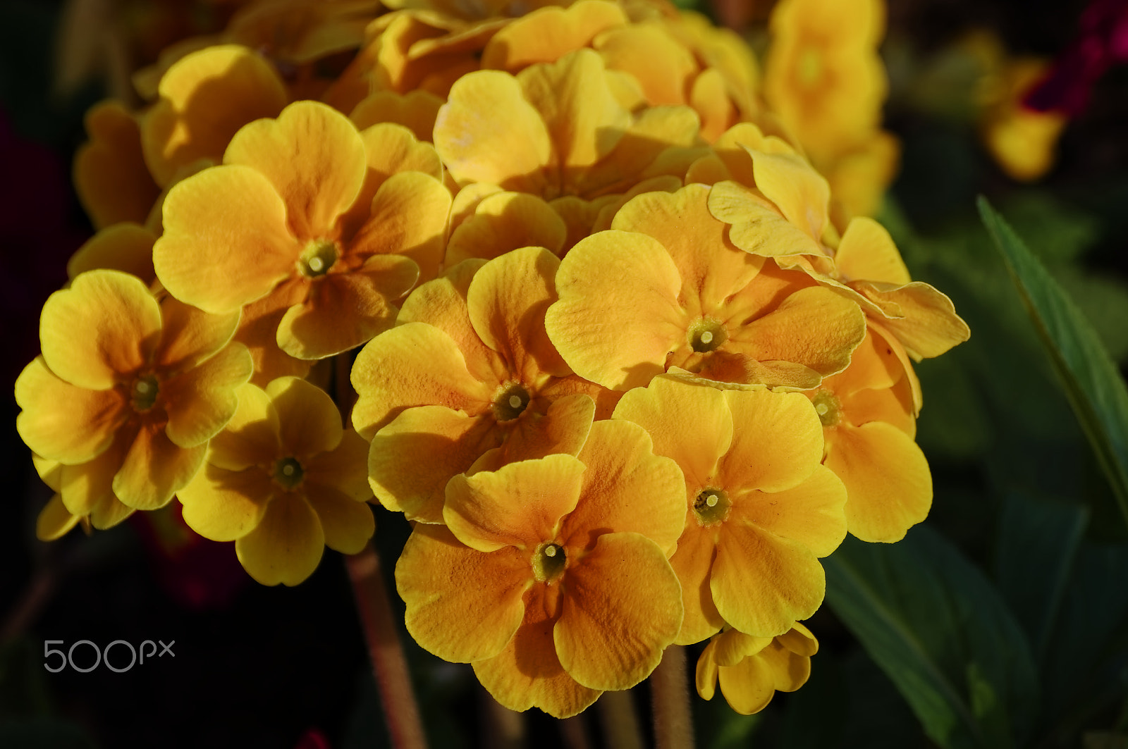 Sigma 50-200mm F4-5.6 DC OS HSM sample photo. Spring flowers photography