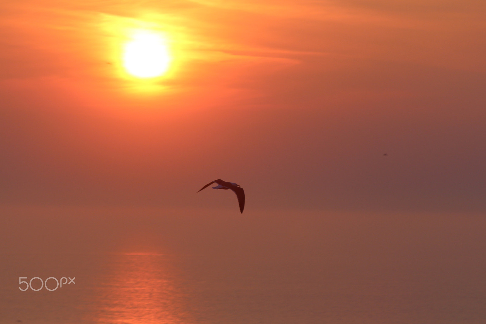 Canon EF 28-135mm F3.5-5.6 IS USM sample photo. Sunbird photography
