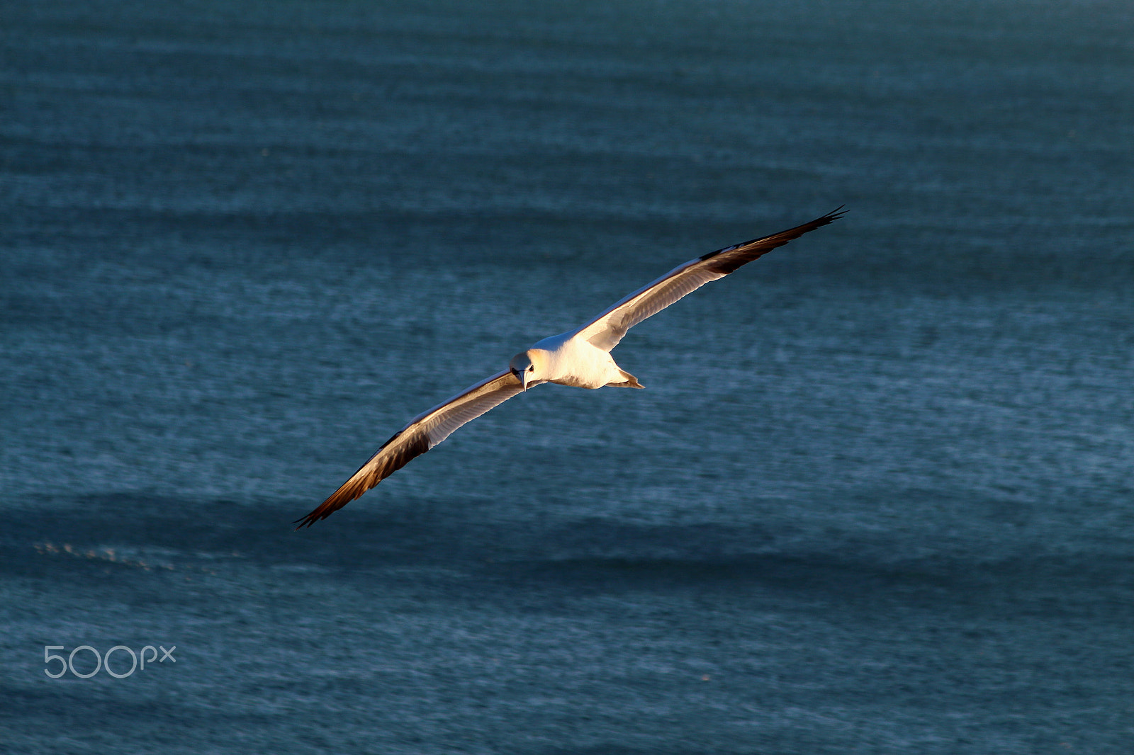 Canon EF 75-300mm F4.0-5.6 IS USM sample photo. Bird photography
