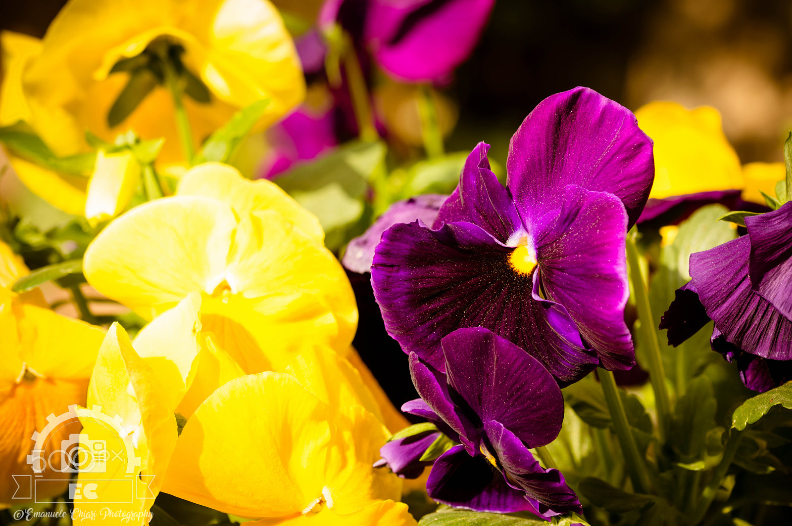 Nikon D3200 sample photo. Colore di fiore photography