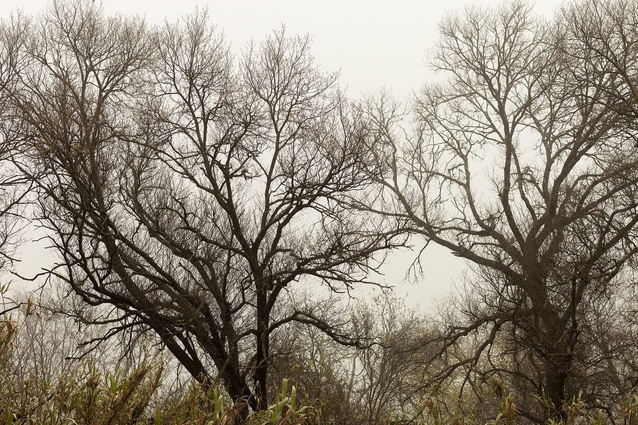 Canon EF 85mm F1.8 USM sample photo. Winter waking trees photography