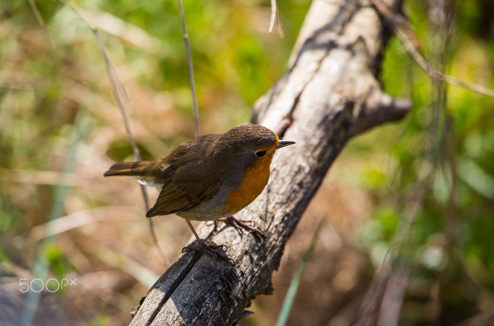 Sigma 50-500mm F4.5-6.3 DG OS HSM sample photo. Pettirosso photography