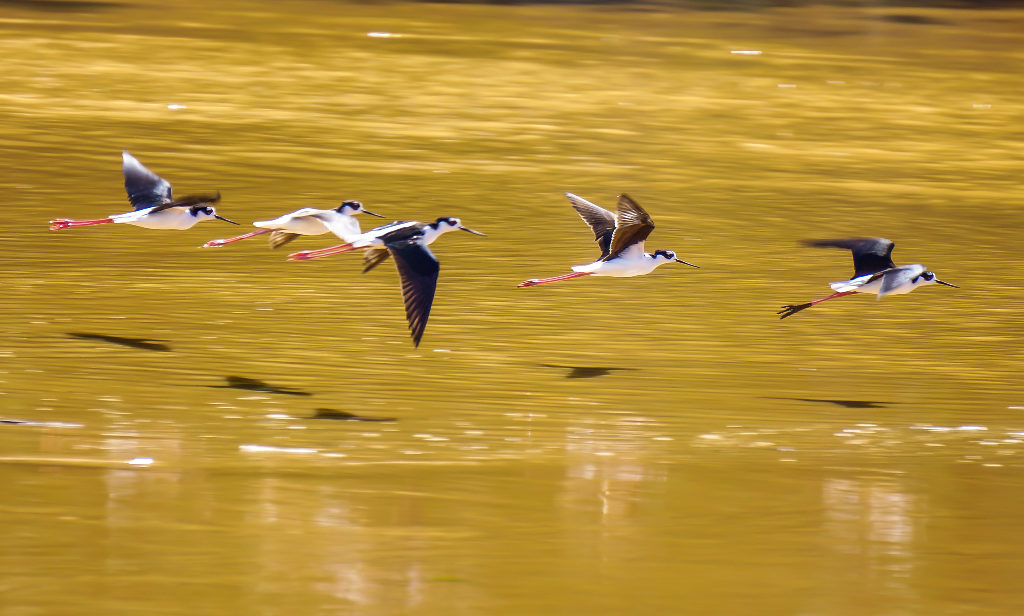 Sony Alpha NEX-7 sample photo. Flight squadron photography